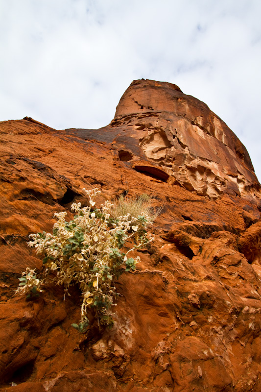 Flowers And Redrock